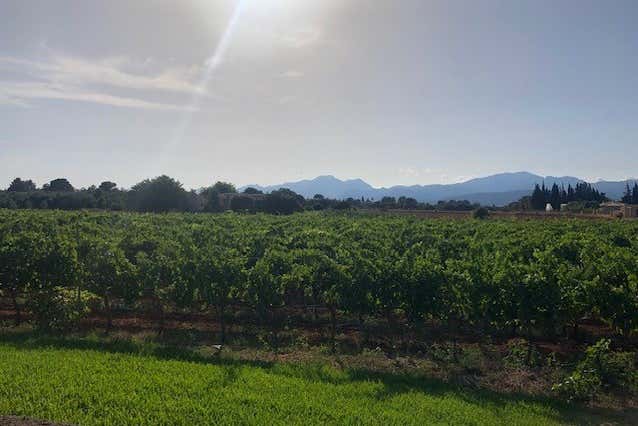 Visita a la bodega Butxet