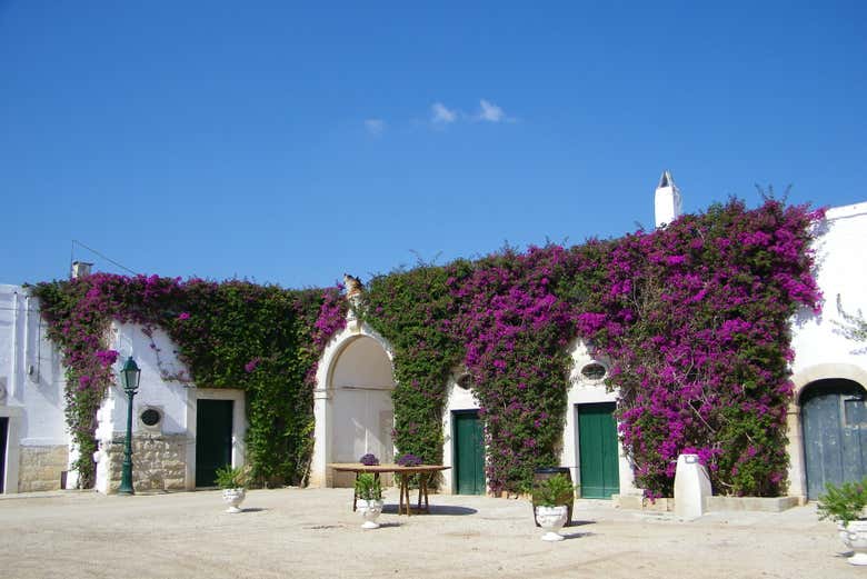 Visita a una bodega de Trani con cata de vinos