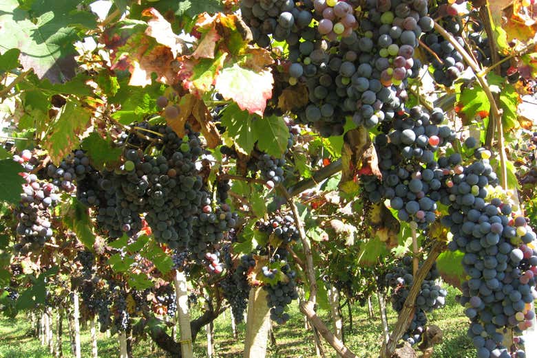 Visita a una bodega de Trani con cata de vinos
