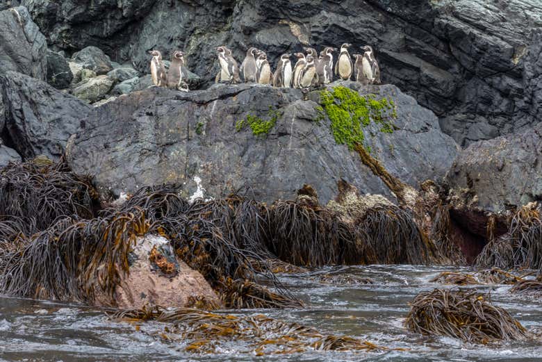 Paseo en barco por la isla Chañaral con avistamiento de ballenas y delfines