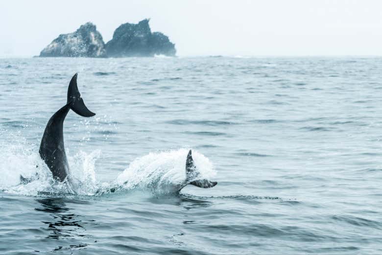 Paseo en barco por la isla Chañaral con avistamiento de ballenas y delfines