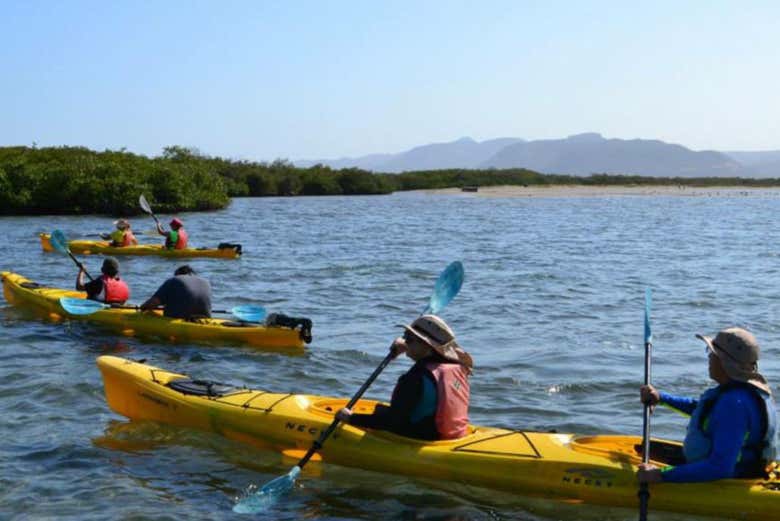 Tour en kayak por los manglares del Mogote