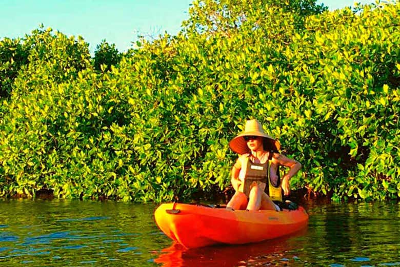 Tour en kayak por los manglares del Mogote