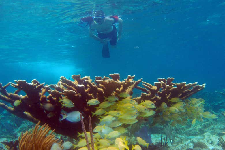 Snorkel en el arrecife de Santa Lucía