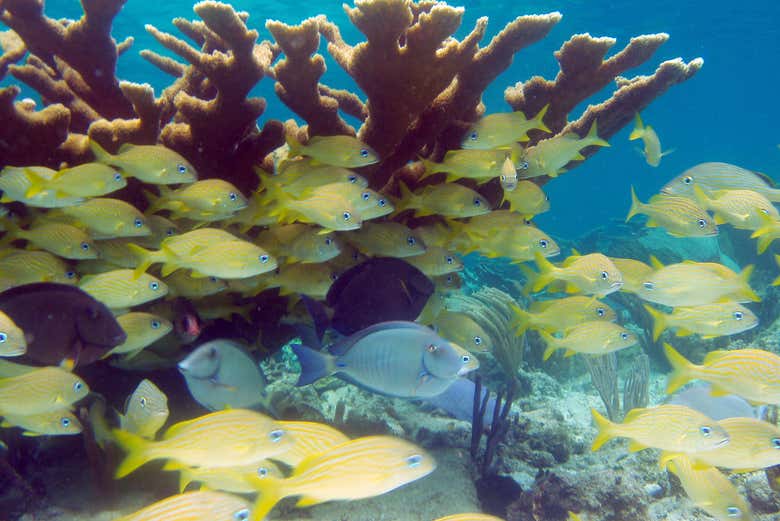 Snorkel en el arrecife de Santa Lucía