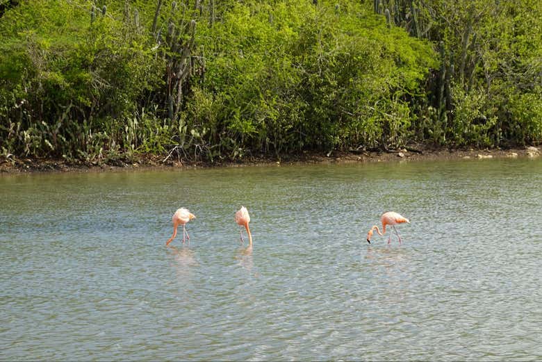 Excursión a las Cuevas de Hato y el santuario de flamencos