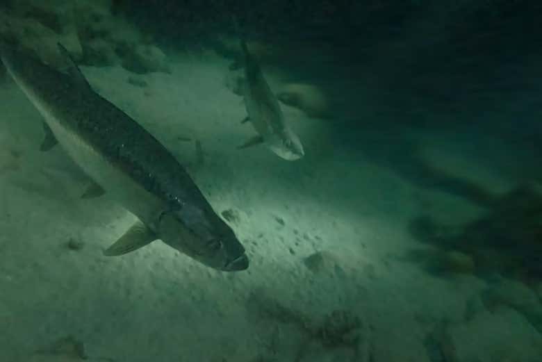 Snorkel nocturno en Bonaire