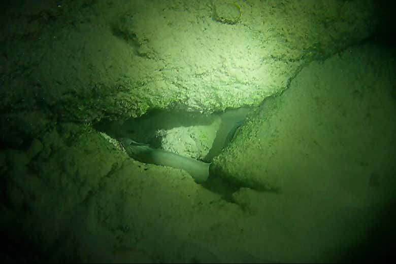 Snorkel nocturno en Bonaire