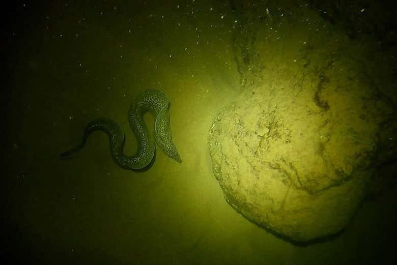 Snorkel nocturno en Bonaire