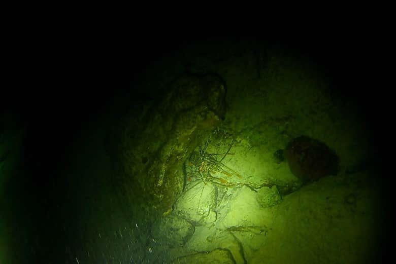 Snorkel nocturno en Bonaire
