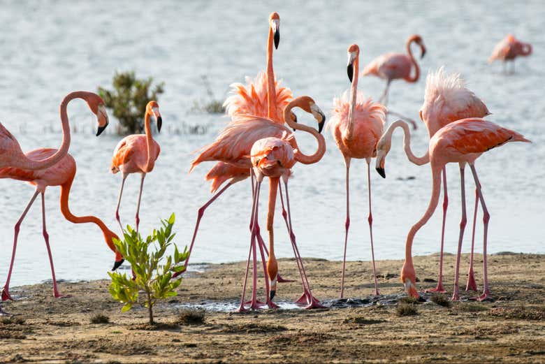 Avistamiento de flamencos + Snorkel en Bonaire