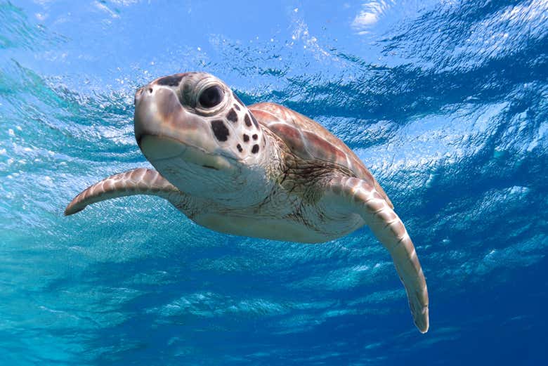 Avistamiento de flamencos + Snorkel en Bonaire