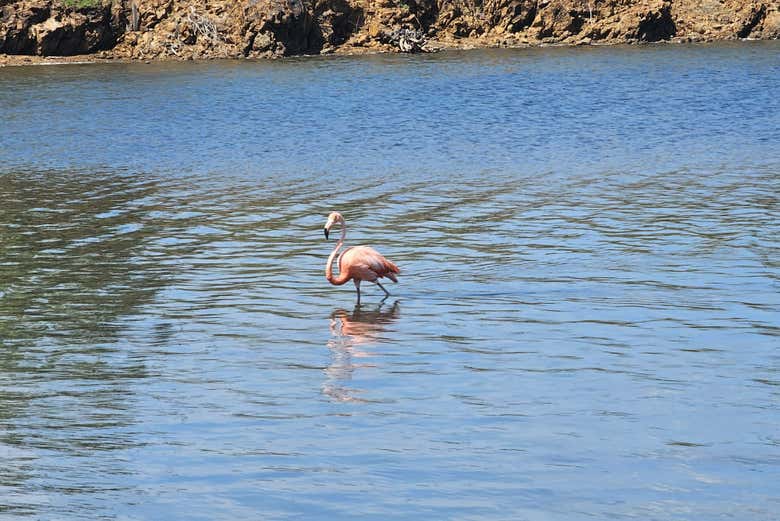 Avistamiento de flamencos + Snorkel en Bonaire
