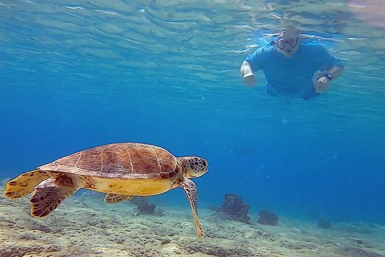 Avistamiento de flamencos + Snorkel en Bonaire
