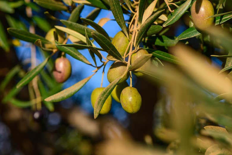 Visita a un olivar de la Provenza