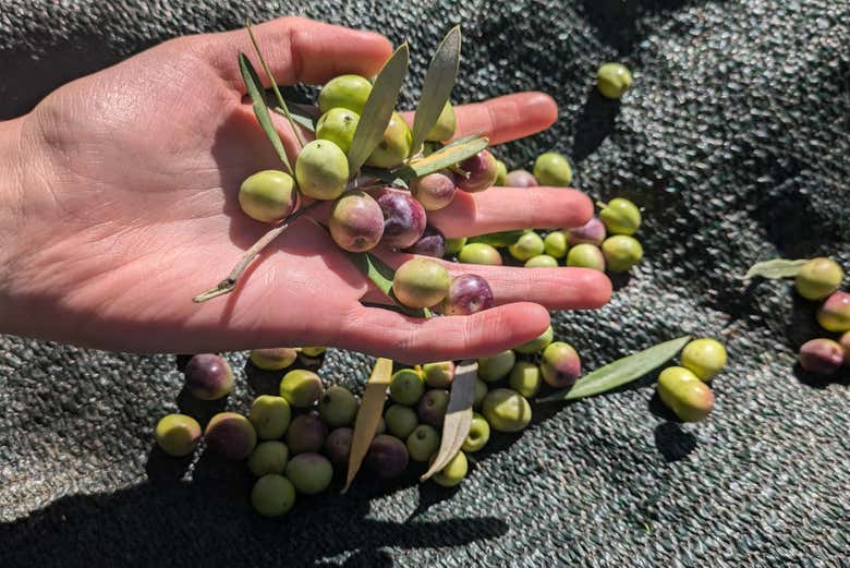 Visita a un olivar de la Provenza