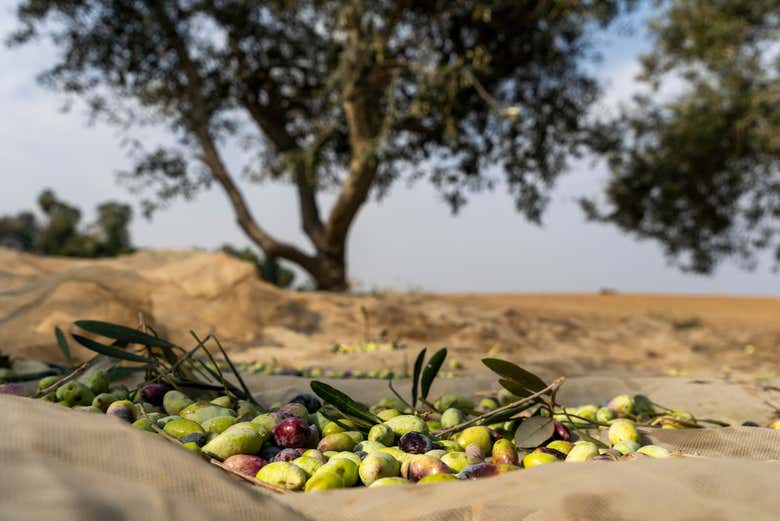 Visita a un olivar de la Provenza