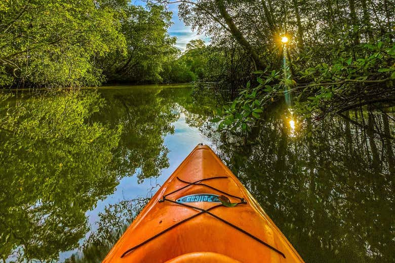 Tour en kayak por los manglares de Chiriquí