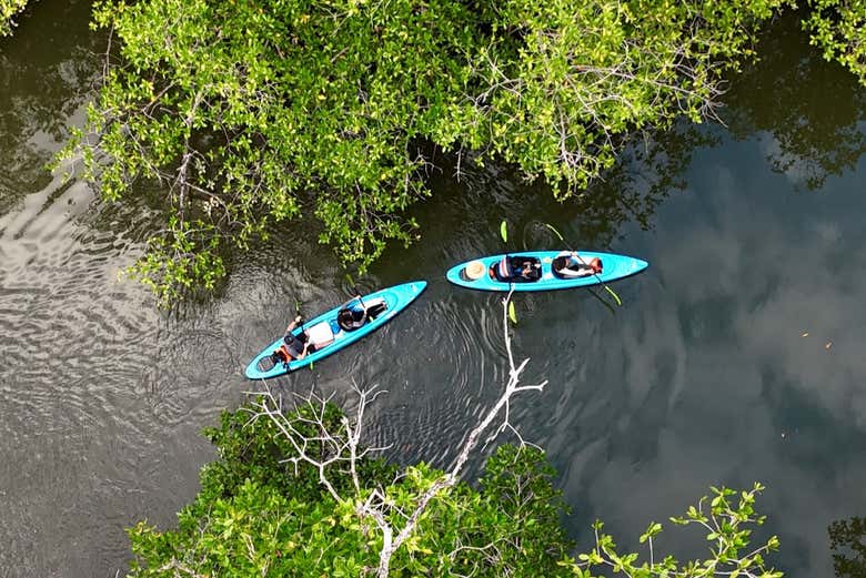 Tour en kayak por los manglares de Chiriquí