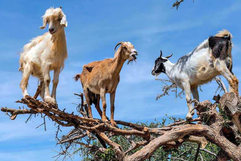 Excursión para ver las cabras trepadoras en los árboles de argán