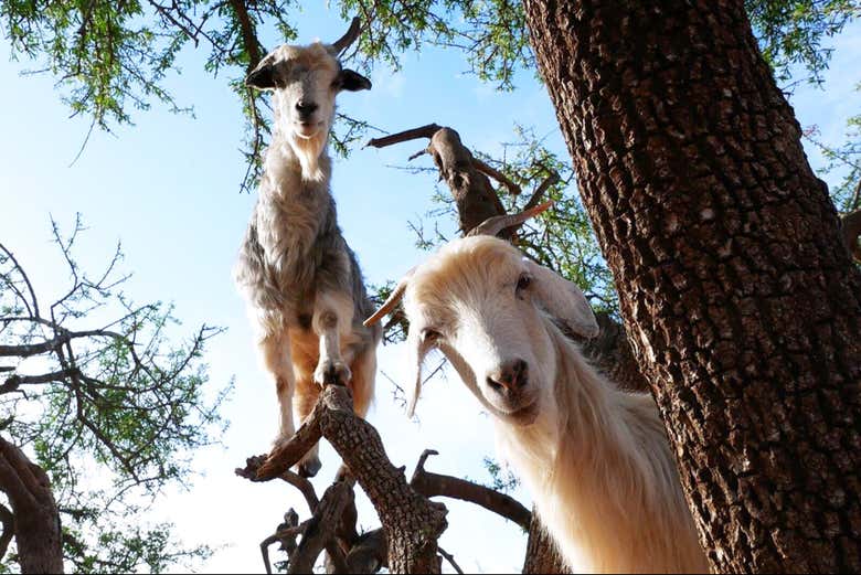 Excursión para ver las cabras trepadoras en los árboles de argán