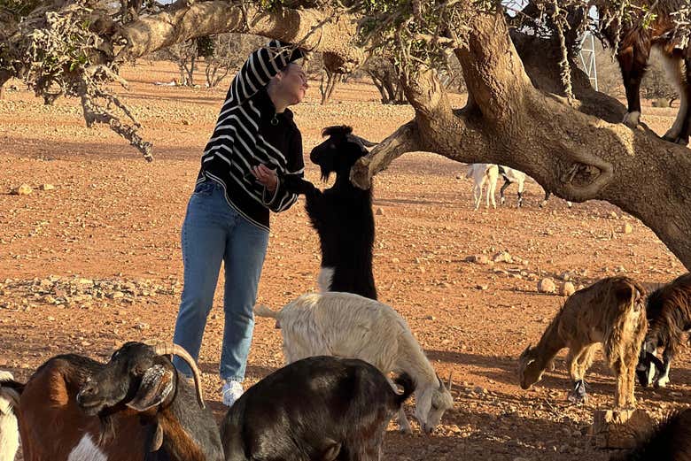 Excursión para ver las cabras trepadoras en los árboles de argán