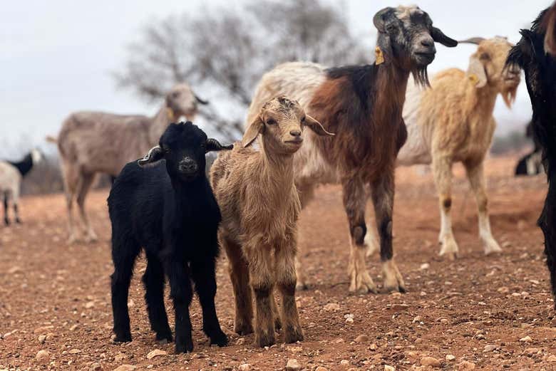 Excursión para ver las cabras trepadoras en los árboles de argán