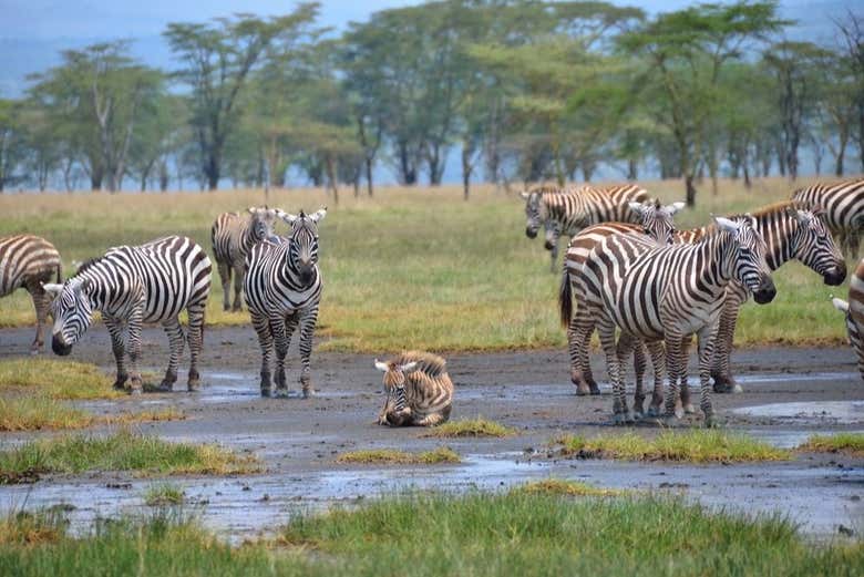Safari de 4 días por Masái Mara y el lago Nakuru