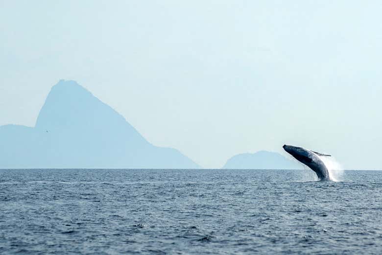 Avistamiento de ballenas en Río de Janeiro
