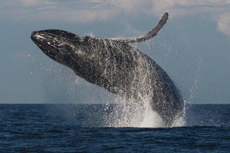 Avistamiento de ballenas en Río de Janeiro