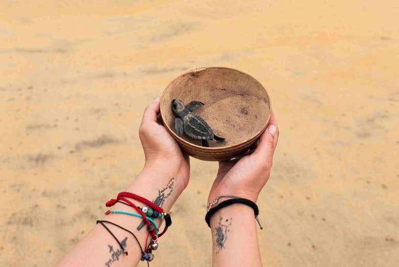 Liberación de tortugas en Puerto Ángel