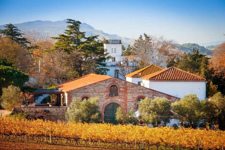 Visita a la bodega Rombeau