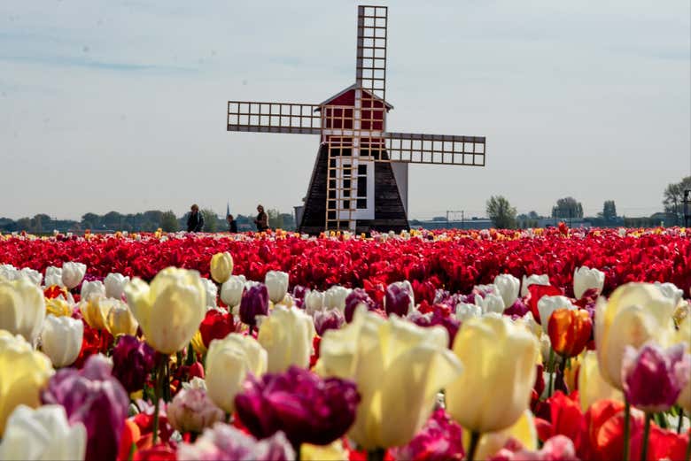 Entrada a Tulip Experience Amsterdam