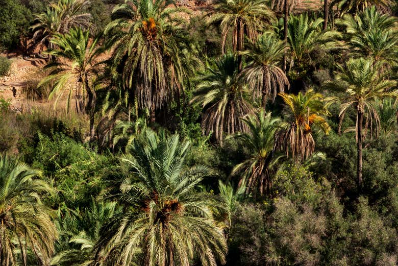 Excursión a Paradise Valley