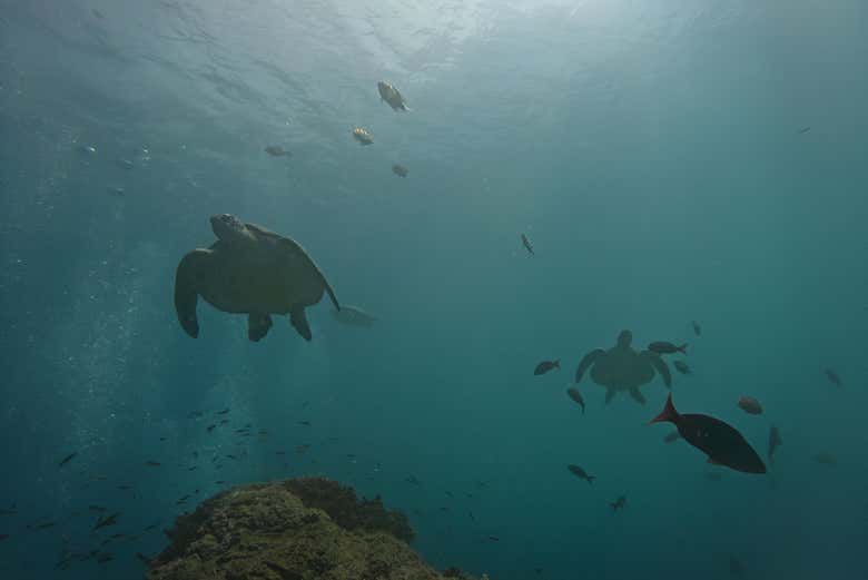 Bautismo de buceo en la Isla del Caño