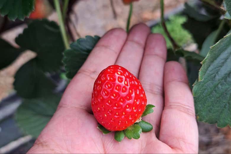 Visita a una granja de fresas en Constanza