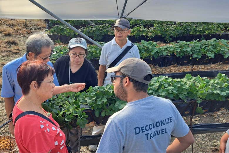 Visita a una granja de fresas en Constanza