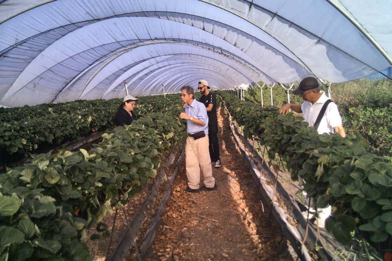Visita a una granja de fresas en Constanza