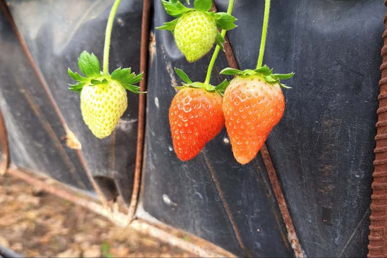 Visita a una granja de fresas en Constanza
