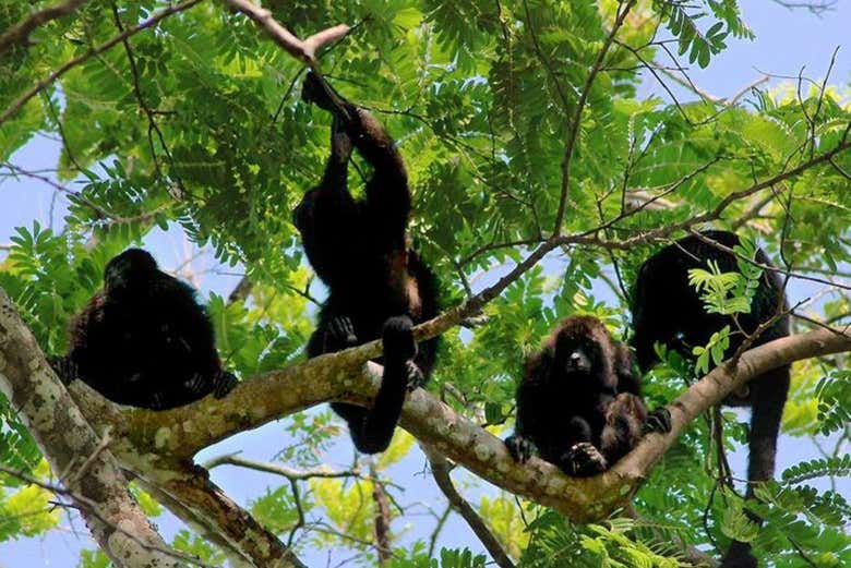 Tour por el Parque Nacional Cahuita para cruceros