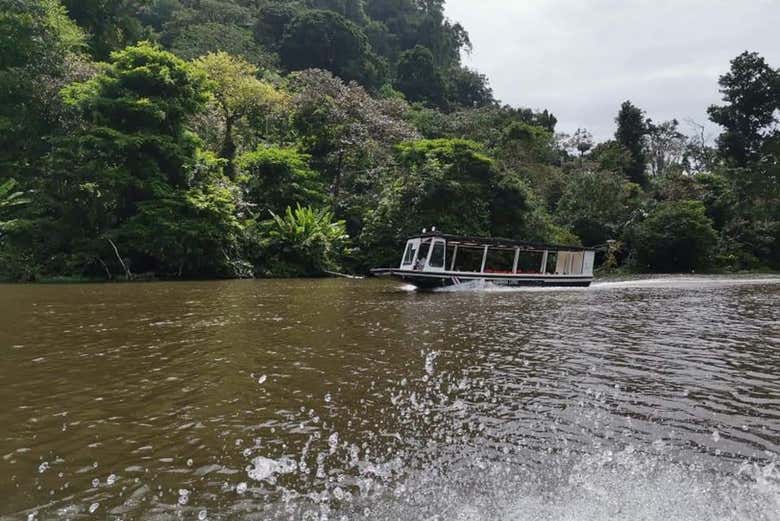 Tour por el Parque Nacional Tortuguero para cruceros