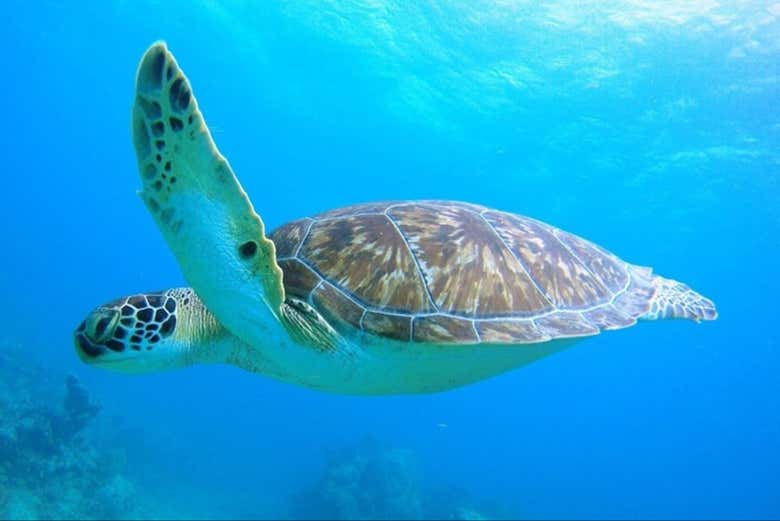 Snorkel en Cayo Largo