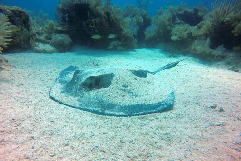 Snorkel en Cayo Largo