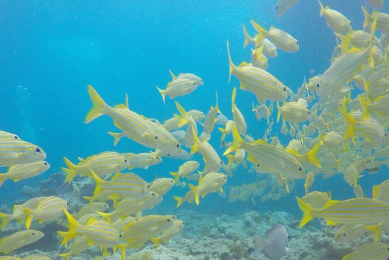 Snorkel en Cayo Largo