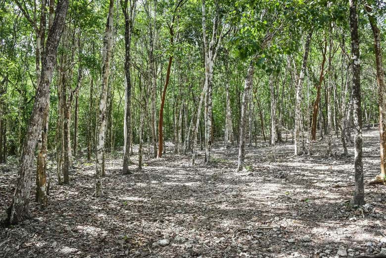 Excursión a Cobá y Punta Laguna