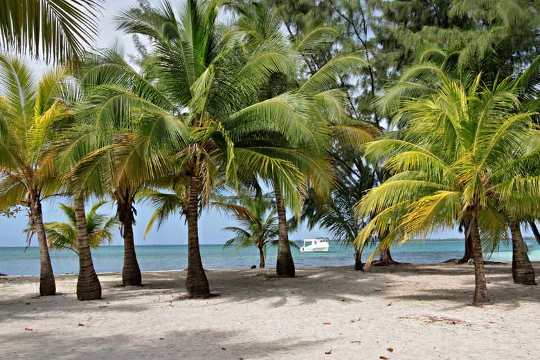 Excursión a Water Cay en lancha