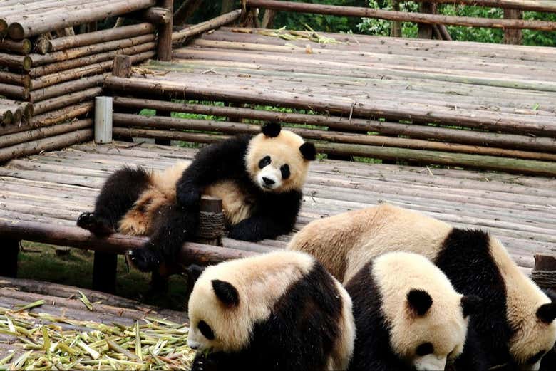Excursión al Gran Buda de Leshan + Reserva de pandas