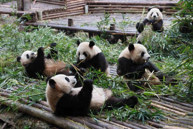Excursión al Gran Buda de Leshan + Reserva de pandas