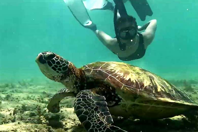 Excursión a Moalboal