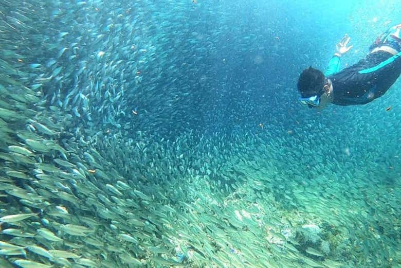 Excursión a Moalboal